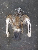 Dode duif