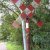 Saint Andrew's cross between Overpelt and Eksel
