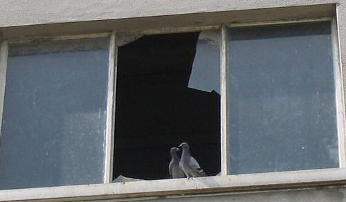 Mr and Ms Pigeon in the window